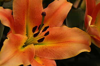 lilies, flora, garden, flowers, nature, lily, flower Wallpaper, bulbs, beautiful Flowers, flower Bulbs, flower Background