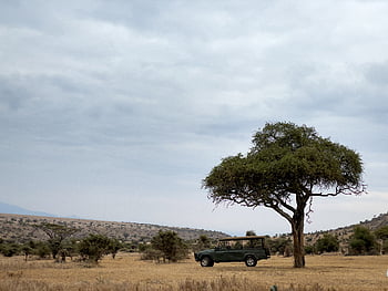 safari, adventure, transportation, sand, jeep, offroad, travel, auto, driving, vehicle, road