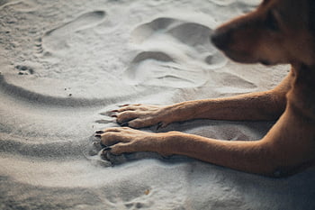 psí tlapky, písečná pláž, detail, klidný okamžik, uvolněný pes, plážové scény, písek textury, pes odpočívá, plážové fotografie, pet fotografování, zvířecí relax