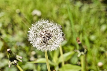 dandelion, beautiful Flowers, flower, nature, flower Background, flower Wallpaper, seeds, prairie, flowers, pollen