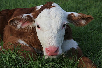 calf, baby Cow, cattle, animal, young, livestock, farm, agriculture, mammal, nature, baby