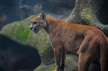 feline, animal, pet, cat, predator