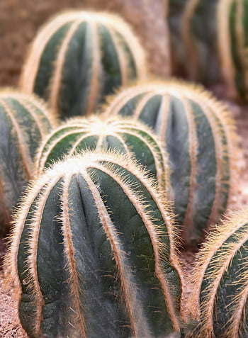 kaktuszok, növények, kert, háttér, növénytan, cactaceae, sivatag, természet, nedvdús, parodia magnifica