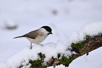 marsh Tit, snow, bird, winter, cold, bird Watching, nature, wildlife, park