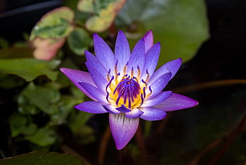 flowers, flower Background, water Lilly, petals, flower Wallpaper, lake, pond, nature, beautiful Flowers, blossom, garden