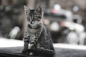 kucing, alam, anak kucing, licik, bulu, mamalia, hewan, membelai, jinak, imut, manis sekali
