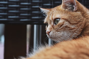 kucing, membelai, hewan, kucing kucing, kucing rumahan, licik, mamalia, alam, imut, manis sekali, dunia Hewan