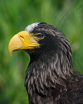 bird, nature, eagle, steller's Sea Eagle, ornithology, species, fauna, avian, animal, wildlife, beak