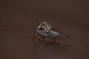 moth, insect, macro, animal, nature, wildlife