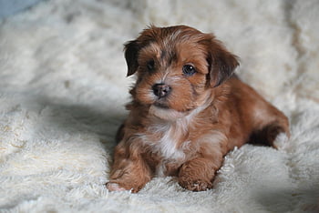havanese Puppy, dog, canine, havanese Havana, havana Color, small Dog