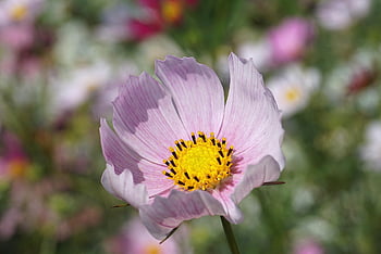 花、 宇宙、 ピンクの花、 コスメア、 花の壁紙、 フローラ、 植物、 自然、 花の背景、 観賞用植物、 被子植物