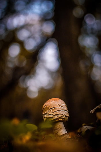 mushroom, fungus, fores, fall, autumn, seasonal, growth, environment, flora, outdoors, plant