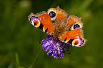 peacock Butterfly, butterfly, flower, beautiful Flowers, european Peacock, flower Background, colorful Butterfly, insect, aglais Io, pollination, plant