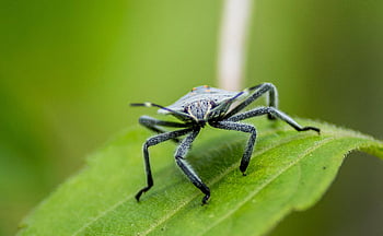 hmyz, smradlavý bug, Chyba, volně žijících živočichů, Příroda, zvíře, zblízka, makro, monzun, zelená