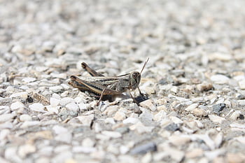 grasshopper, insect, macro, nature