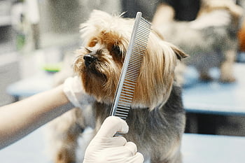Yorkshire Terrier, dog grooming, pet grooming salon, close-up photo, combing dog, person wearing gloves, pet care, dog care, grooming tools, small dog, pet salon
