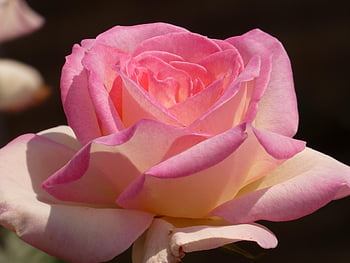 rose, pink Rose, flower, plant, petals, bloom, blossom, nature, pink Flower, garden, blooming
