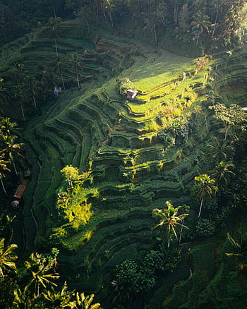Luftaufnahme, Terrasse Reisfelder, Bali, Indonesien, üppige Landschaft, atemberaubender Schuss, tropische Landschaft, grüne Terrassen, landwirtschaftliche Schönheit, Naturwunder, Palmen