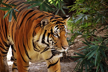 tigre, animale, zoo, grande gatto, strisce, felino, mammifero, natura, gatti selvatici, pericoloso, in via di estinzione