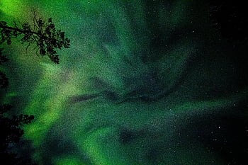aurora borealis, green aurora, starry night sky, silhouetted trees, northern lights, vibrant aurora, night sky, aurora wallpaper, green northern lights, starry sky, aurora borealis wallpaper