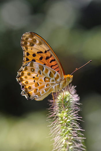 Bílý hnědý a černý motýl, Vibrující fritillary motýl, posazený na květ, rozmazané pozadí, fotografování přírody, fotografování motýlů, barevný motýl, Venkovní divoká zvěř, detailní fotografie, Přírodní krásy, fotografování hmyzem