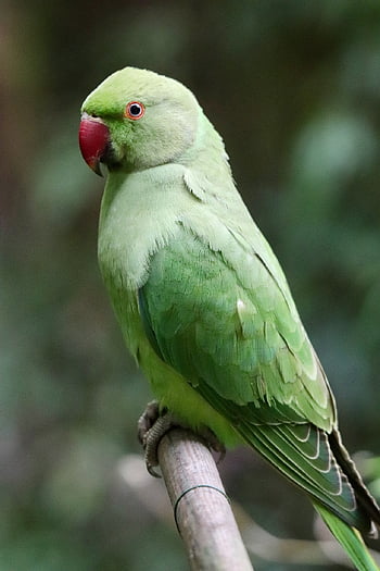 ring-necked Parakeet, parakeet, parrot, alexander Parakeet, nature, bird, feathers, plumage, beak, wildlife