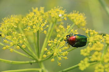bug, flower, yellow, insect, flower Background, pollen, nature, beautiful Flowers, flower Wallpaper, pollination