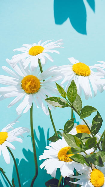 madeliefjes, blauwe achtergrond, witte madeliefjes, gele centra, detailopname, lichtblauw, bloemen, natuur, helder, bloemblaadjes