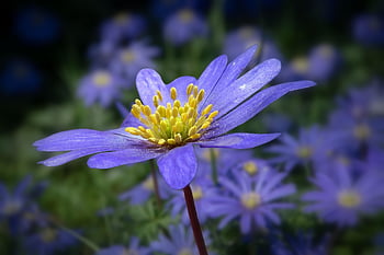 anemone, blue Anemone, forest Anemone, wood Anemones, garden Anemone, blue Blossom, blue Flower, flowering Plant, close Up, pollen, nectar