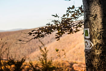 Brown tree trunk, autumn forest, tree marking, Hungary, Pilisszentkereszt, landscape, fall colors, nature, outdoor, hiking trail, scenic view