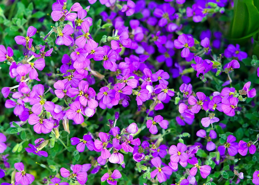 flowers, purple Flowers, garden, meadow, blossoms, nature, flora