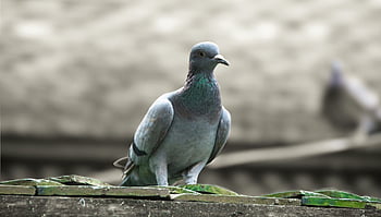 bird, pigeon, ornithology, species, nature, fauna, avian, animal, wildlife