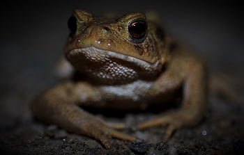 frog, toad, animal, amphibians, high, brown, toad Hike, summer, frog Eyes, nature, close Up