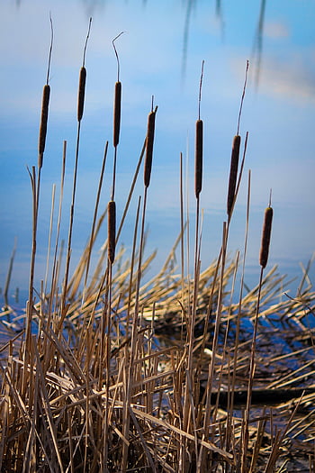 cattails, canne, palude, lago, pianta, stagno, typha, nuvole, acqua, riflessione, zone umide