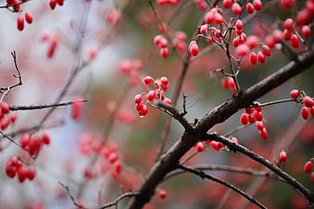 berries, branches, tree, fruits, red Berries, twigs, flowering Dogwood, cornus Florida, plant, nature, closeup