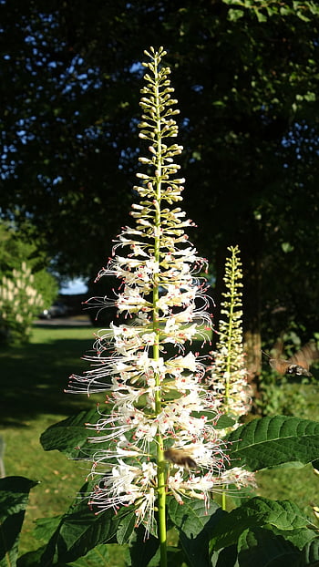 flower, white, nature, summer