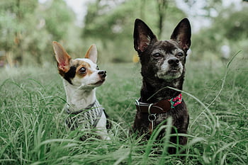 Cute Chihuahua Dogs, adorable chihuahuas, grassy outdoor setting, relaxing dogs, cute dogs, outdoor dogs, chihuahuas on grass, small dogs, pet photography, dog collar, dog harness