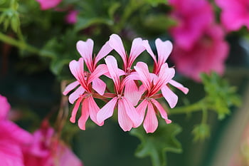 flowers, flower Wallpaper, small Flowers, pink Flowers, petals, flower Background, pink Petals, beautiful Flowers, bloom, blossom, flora