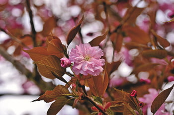 japonská třešeň, třešňové květy, kvetoucí větev, třešeň, větev, květ, růžový, jaro, jarní posel, Příroda, strom