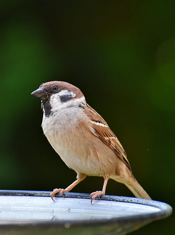 bird, sparrow, ornithology, species, fauna, avian, animal, sperling, songbird, wildlife