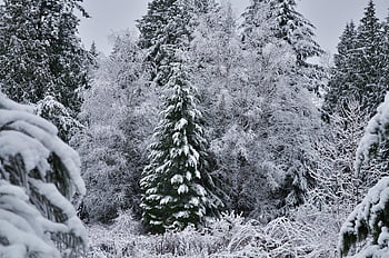 snø, skog, trær, vinter, kald, natur, vinterlig, landskap, snowy, frost, frossen
