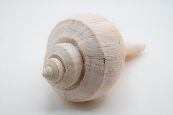 shell, ocean, sea, beach, nature, summer, water