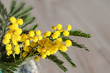 mimosa, flowers, yellow Flowers, spring, decoration, bloom, blossom, arrangement, decorative, flora, botany