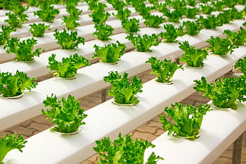 Hydroponický salát, vnitřní farma, Moderní zemědělství, čerstvá zelenina, hydroponické rostliny, rostliny hlávkového salátu, vnitřní zemědělství, Hydroponické nastavení, zelená zelenina, vnitřní salát, Hydroponický růst