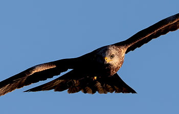 červený drak, papírový drak, pták, zvíře, dravý pták, raptor, volně žijících živočichů, dravec, peří, Příroda, sokolnictví