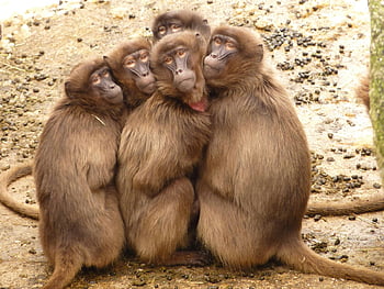 Gelada Monkeys, schoulil se, sociální vazba, venkovní den, skupina opic, Pět opic, Blízká blízkost, chování zvířat, fotografování divoké zvěře, přirozené prostředí, Primátová interakce
