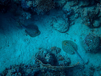 razze macchiate blu, fotografia subacquea, Vibrant Coral Reef, vita marina, scenario dell'oceano, Stingrays tra barriere coralline, Scena subacquea, fotografia marina, barriera corallina, Stingray, acqua blu