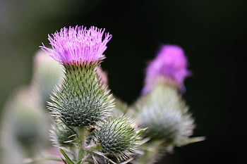 burdock, arctium Lappa, flower Background, flower Wallpaper, plant, flower, beautiful Flowers, blooming, summer, wild, meadow