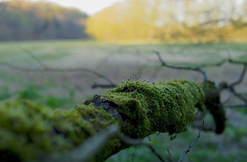 nature, wald, green, moos