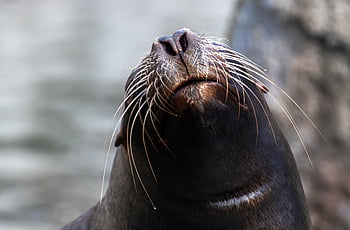 Siegel, Marine, Spezies, Tier, Kopf, Natur, Nase, Seelöwe, Meeresbewohner
